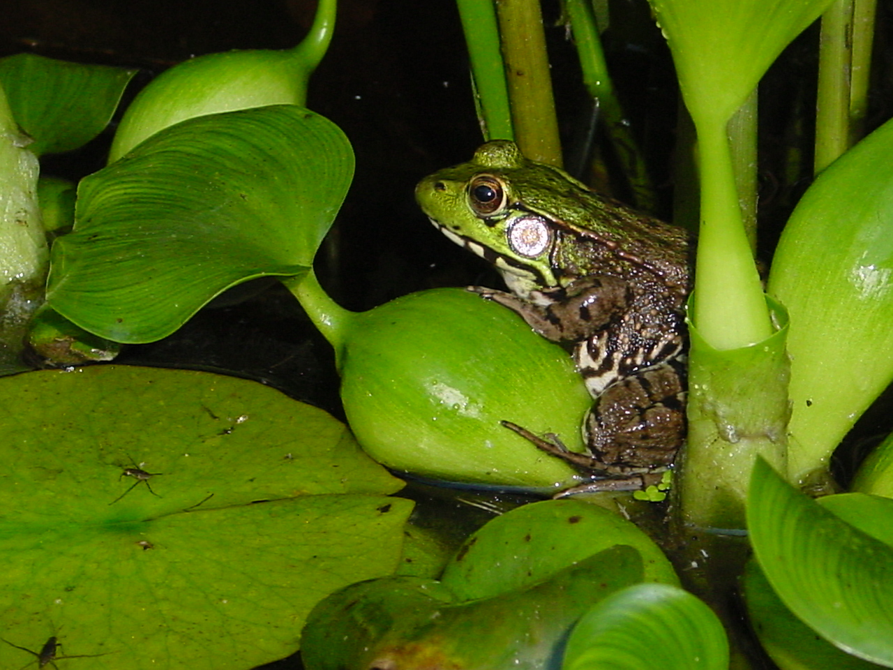 Frog in the pond